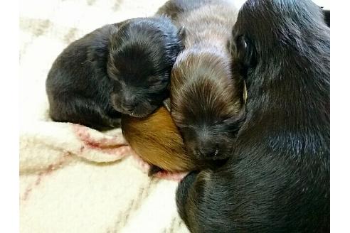成約済の愛知県のポメラニアン-15513の2枚目