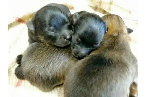 成約済の愛知県のポメラニアン-15514の2枚目