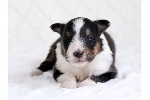 成約済の栃木県のシェットランドシープドッグ(シェルティ)-15515の1枚目