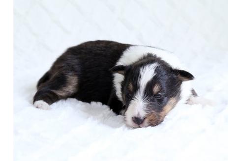 成約済の栃木県のシェットランドシープドッグ(シェルティ)-15515の2枚目