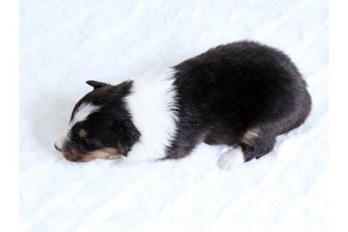 成約済の栃木県のシェットランドシープドッグ(シェルティ)-15515の3枚目