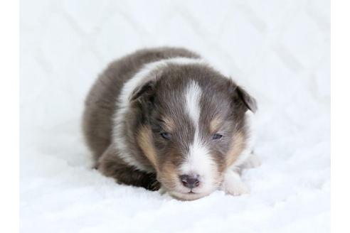 成約済の栃木県のシェットランドシープドッグ(シェルティ)-15516の1枚目