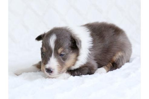 成約済の栃木県のシェットランドシープドッグ(シェルティ)-15516の2枚目