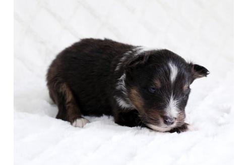 成約済の栃木県のシェットランドシープドッグ(シェルティ)-15517の3枚目