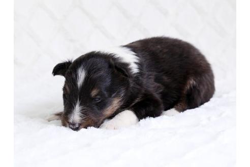 成約済の栃木県のシェットランドシープドッグ(シェルティ)-15517の1枚目