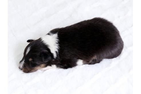 成約済の栃木県のシェットランドシープドッグ(シェルティ)-15517の2枚目