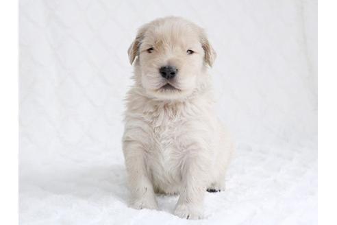 成約済の栃木県のゴールデンレトリーバー-15518の1枚目