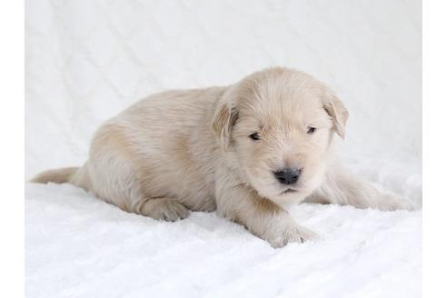 成約済の栃木県のゴールデンレトリーバー-15518の2枚目