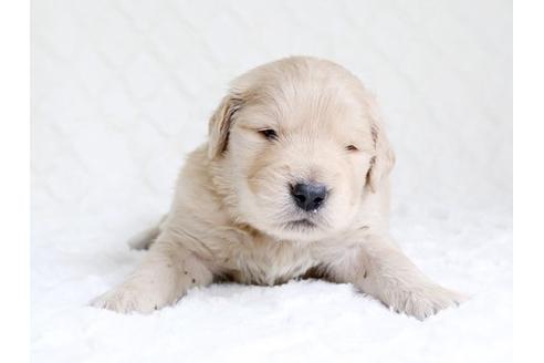 成約済の栃木県のゴールデンレトリーバー-15519の2枚目