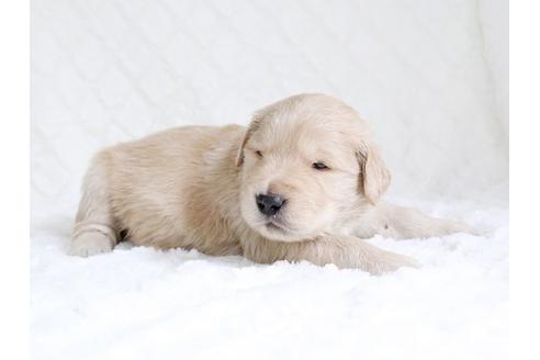 成約済の栃木県のゴールデンレトリーバー-15519の3枚目