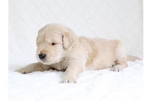 成約済の栃木県のゴールデンレトリーバー-15519の1枚目