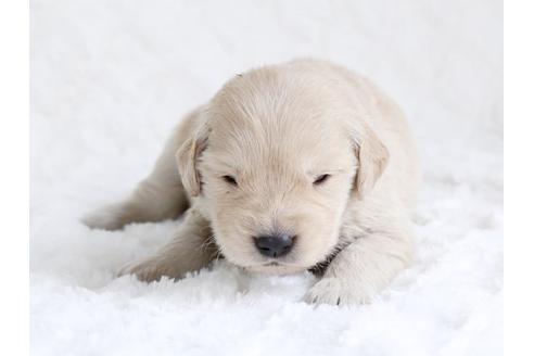 成約済の栃木県のゴールデンレトリーバー-15520の1枚目