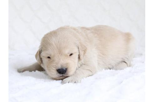 成約済の栃木県のゴールデンレトリーバー-15520の3枚目