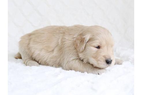 成約済の栃木県のゴールデンレトリーバー-15521の2枚目