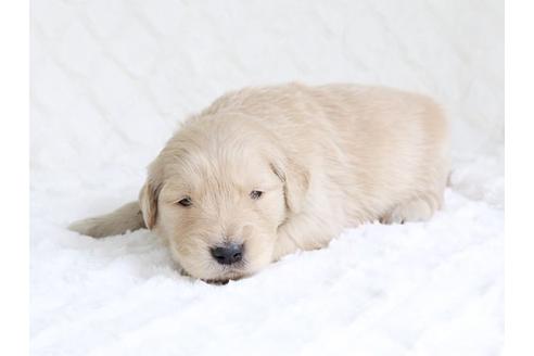 成約済の栃木県のゴールデンレトリーバー-15521の3枚目