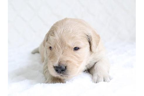 成約済の栃木県のゴールデンレトリーバー-15522の1枚目