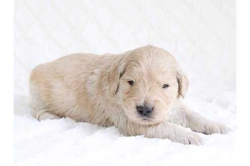 成約済の栃木県のゴールデンレトリーバー-15522の2枚目