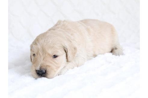 成約済の栃木県のゴールデンレトリーバー-15522の3枚目