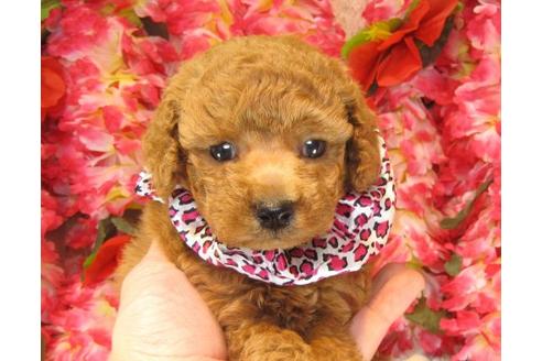 成約済の茨城県のトイプードル-15530の2枚目