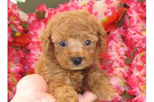 成約済の茨城県のトイプードル-15530の3枚目