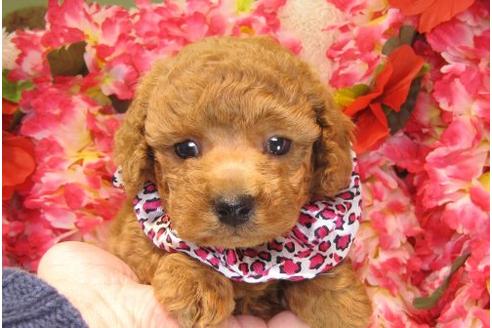 成約済の茨城県のトイプードル-15530の1枚目