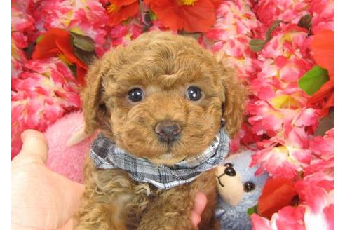 成約済の茨城県のトイプードル-15531の2枚目