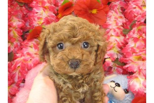 成約済の茨城県のトイプードル-15531の3枚目