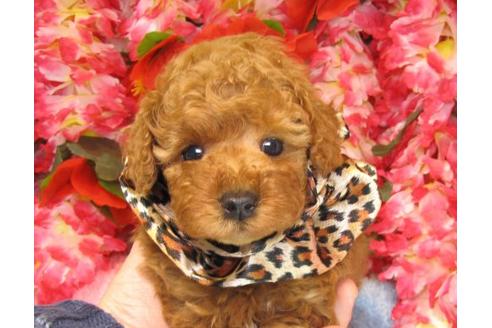 成約済の茨城県のトイプードル-15532の3枚目