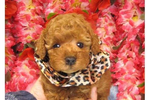 成約済の茨城県のトイプードル-15532の1枚目