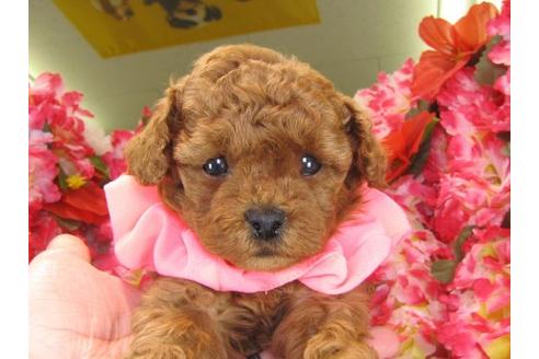 成約済の茨城県のトイプードル-15534の2枚目