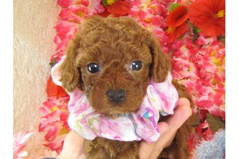 成約済の茨城県のトイプードル-15535の1枚目