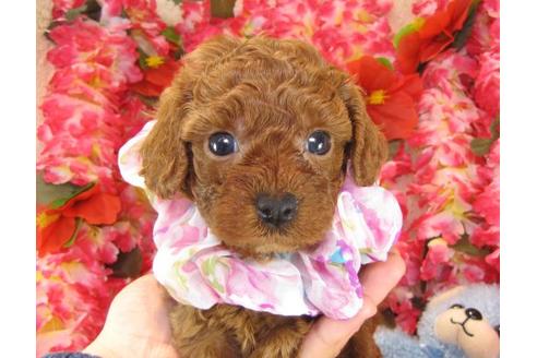 成約済の茨城県のトイプードル-15535の2枚目