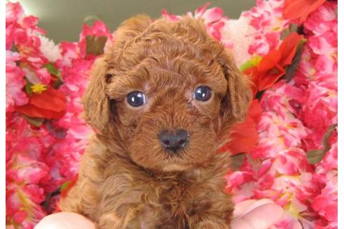 成約済の茨城県のトイプードル-15535の3枚目