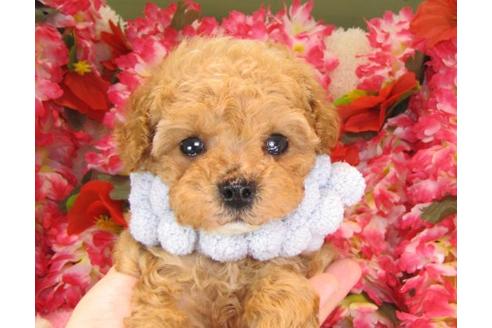 成約済の茨城県のトイプードル-15536の3枚目