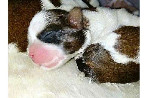 成約済の愛知県のシーズー-15544の1枚目