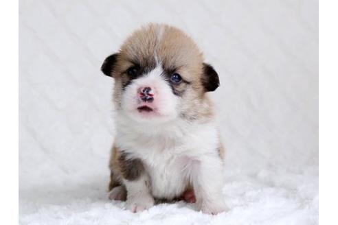 成約済の栃木県のウェルシュコーギーペンブローク-15304の1枚目