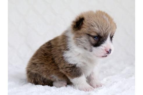 成約済の栃木県のウェルシュコーギーペンブローク-15304の2枚目