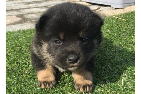 成約済の長崎県の柴犬-14262の1枚目