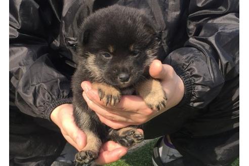 成約済の長崎県の柴犬-14262の3枚目