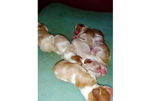 成約済の愛知県のキャバリアキングチャールズスパニエル-15598の1枚目