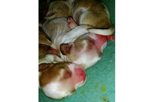 成約済の愛知県のキャバリアキングチャールズスパニエル-15599の1枚目