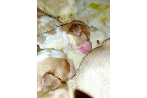 成約済の愛知県のキャバリアキングチャールズスパニエル-15600の1枚目