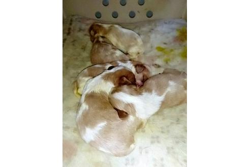 成約済の愛知県のキャバリアキングチャールズスパニエル-15601の1枚目