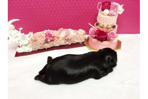 成約済の石川県のシーズー-15603の3枚目
