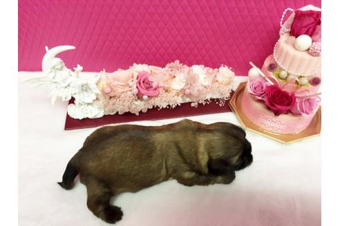 成約済の石川県のシーズー-15604の2枚目