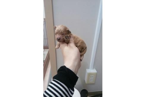 成約済の山口県のトイプードル-15627の1枚目