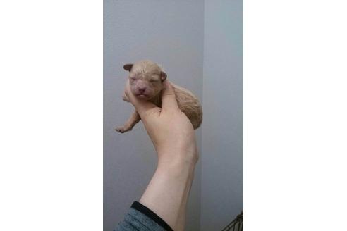 成約済の山口県のトイプードル-15661の1枚目