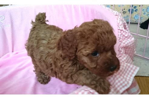 成約済の愛知県のトイプードル-15673の4枚目