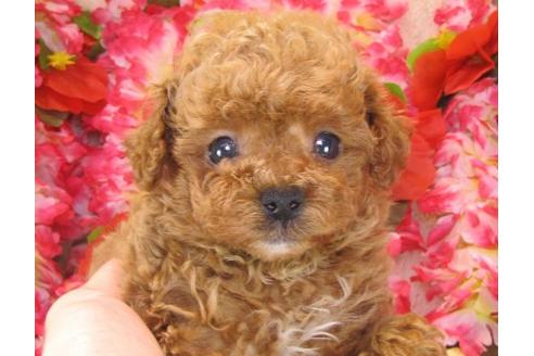 成約済の茨城県のトイプードル-15680の1枚目