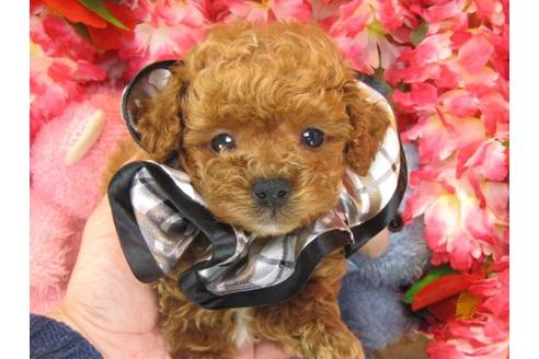 成約済の茨城県のトイプードル-15680の2枚目